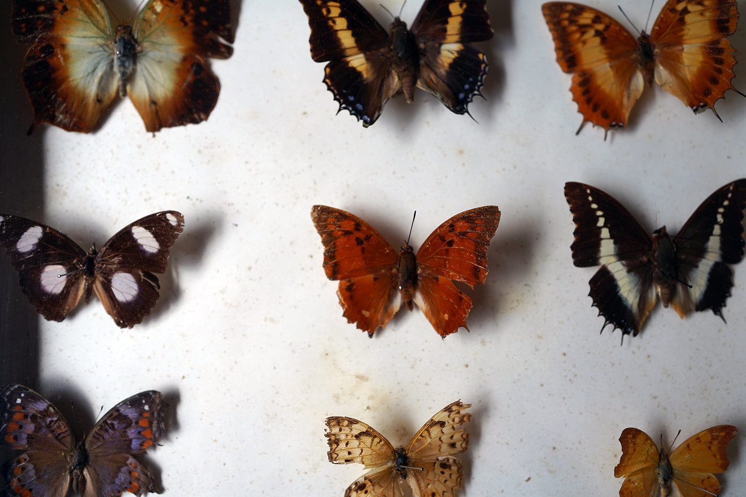 A Fine 24-Drawer Mahogany, Oak & Parquetry Inlaid Lepidopterist's Collector Cabinet c.1870