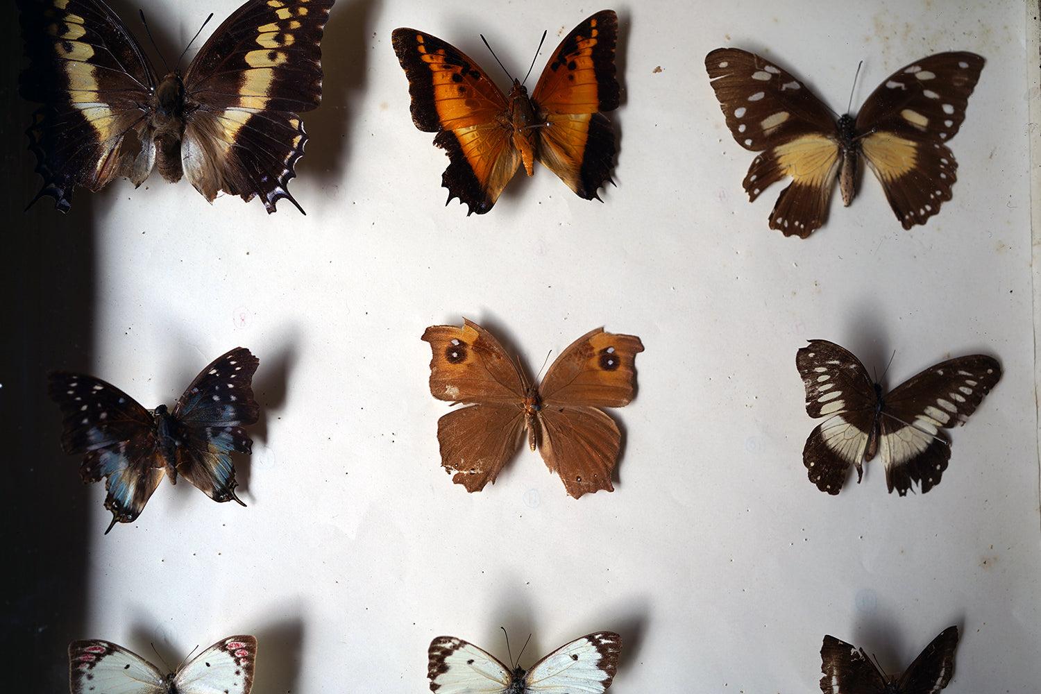 A Fine 24-Drawer Mahogany, Oak & Parquetry Inlaid Lepidopterist's Collector Cabinet c.1870