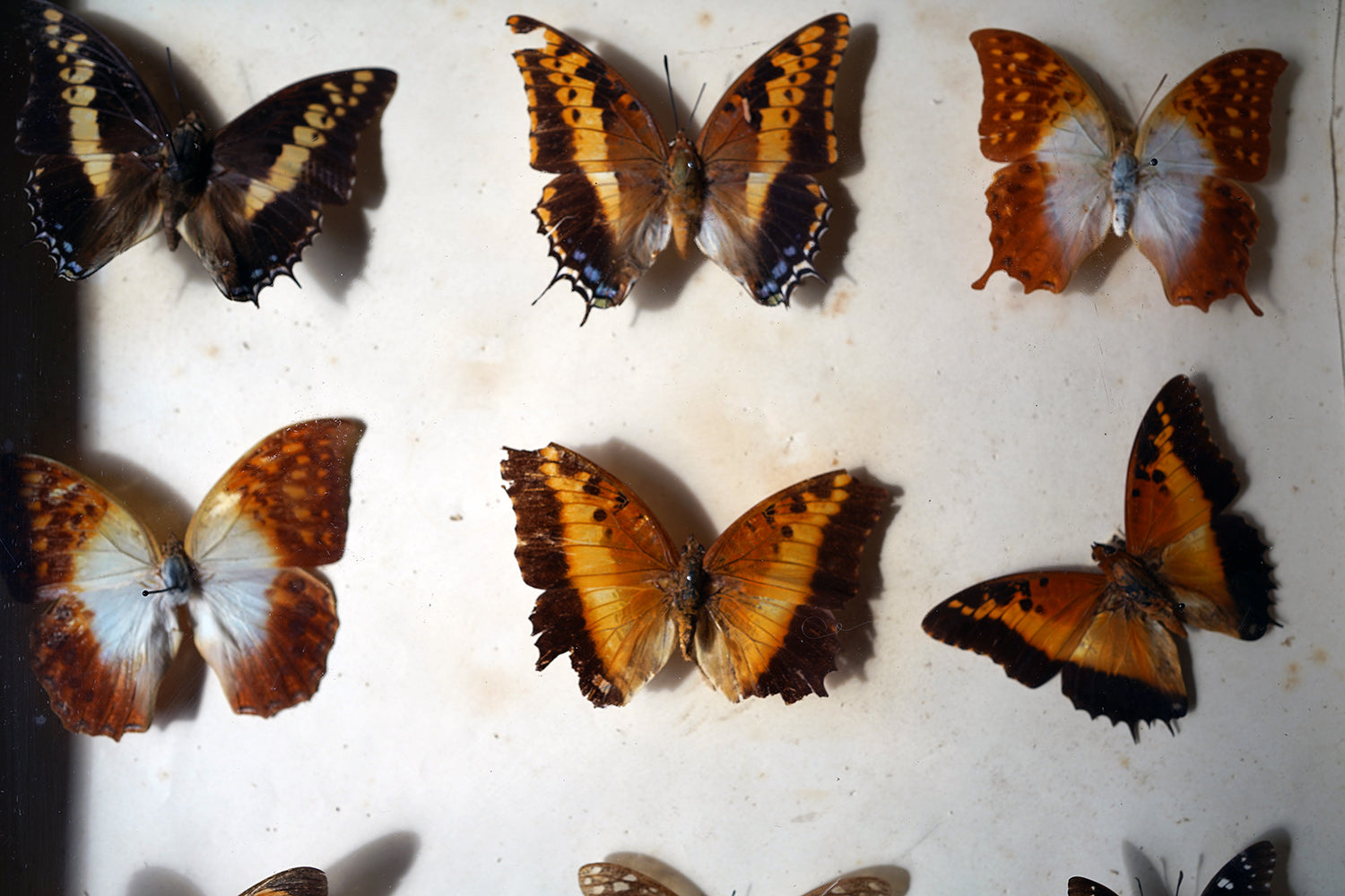 A Fine 24-Drawer Mahogany, Oak & Parquetry Inlaid Lepidopterist's Collector Cabinet c.1870