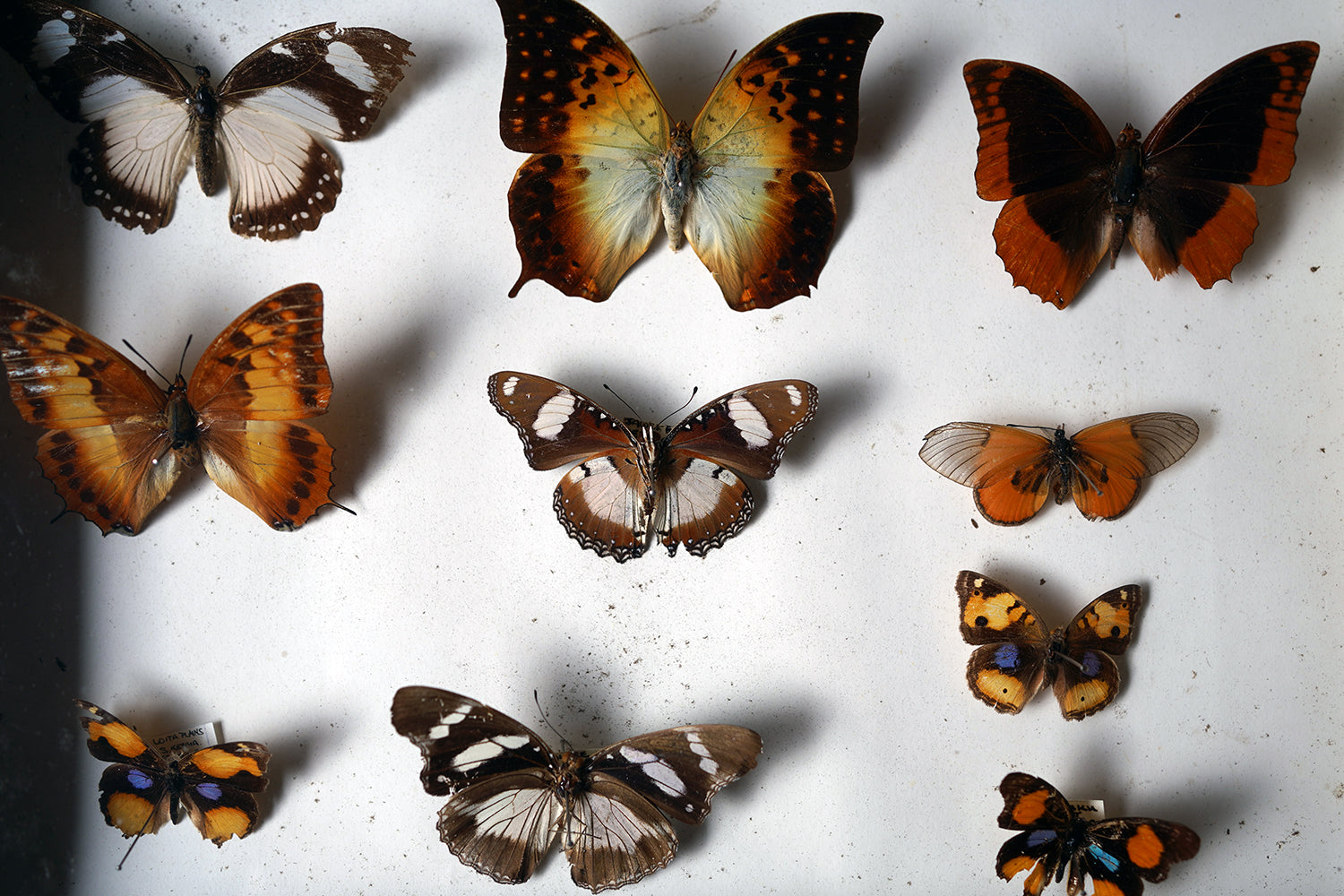 A Fine 24-Drawer Mahogany, Oak & Parquetry Inlaid Lepidopterist's Collector Cabinet c.1870