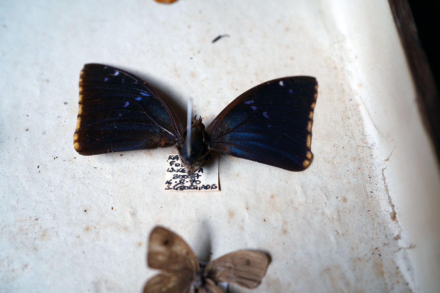 A Fine 24-Drawer Mahogany, Oak & Parquetry Inlaid Lepidopterist's Collector Cabinet c.1870