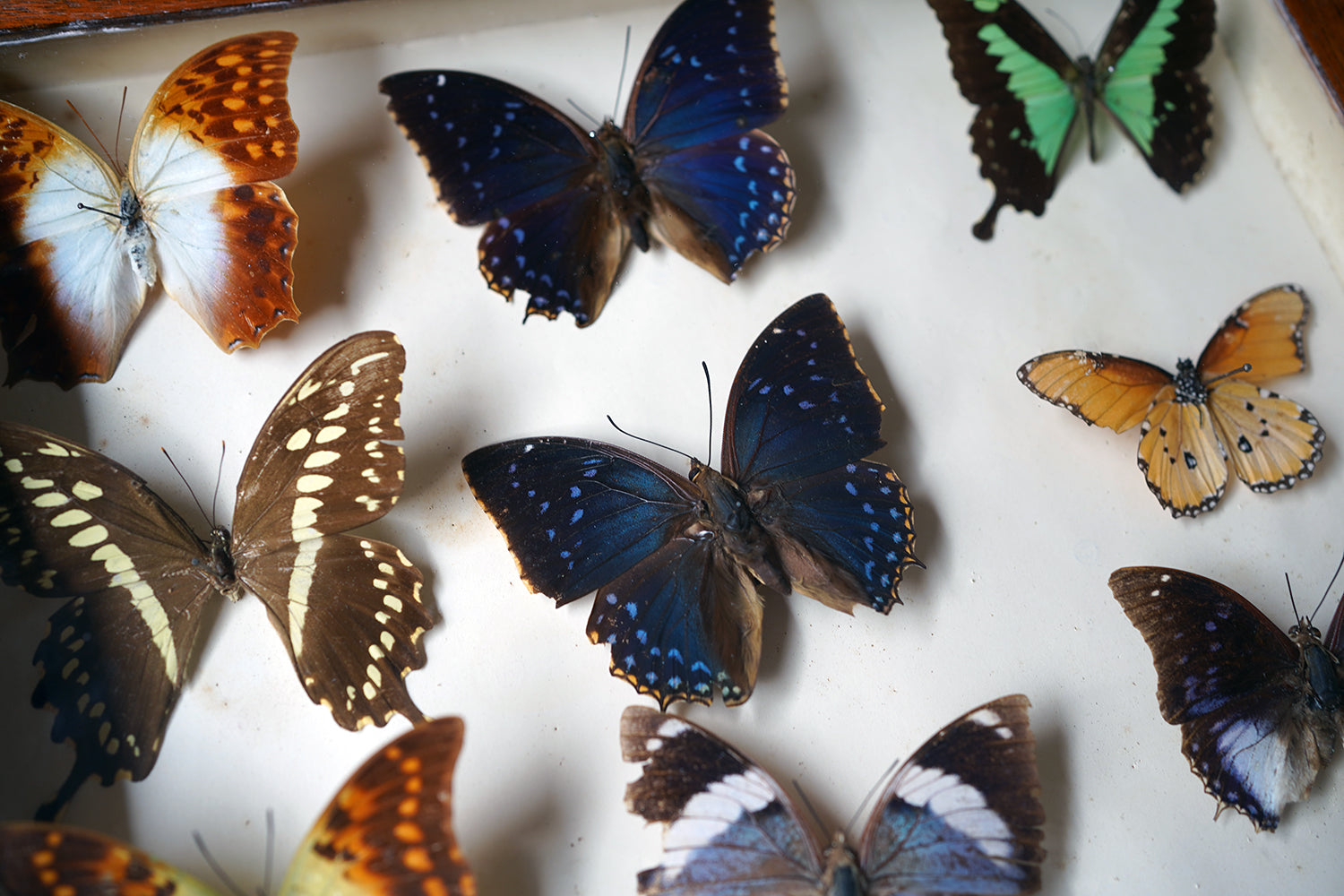 A Fine 24-Drawer Mahogany, Oak & Parquetry Inlaid Lepidopterist's Collector Cabinet c.1870
