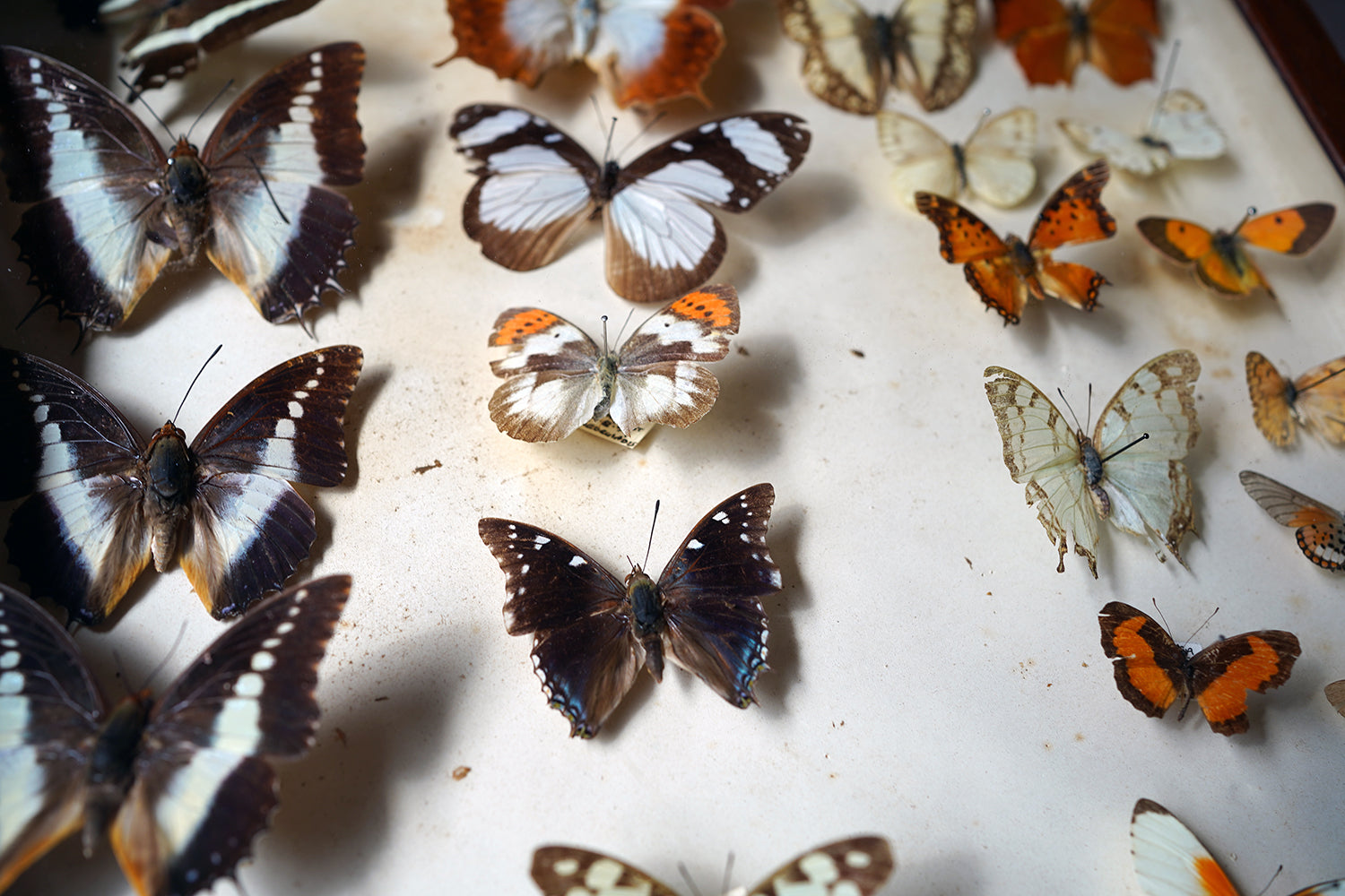A Fine 24-Drawer Mahogany, Oak & Parquetry Inlaid Lepidopterist's Collector Cabinet c.1870