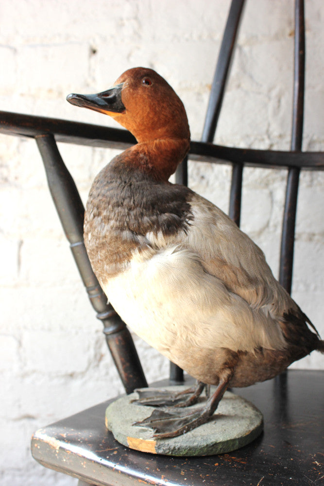 A Dandy Pair of c.1940 Taxidermy Ducks