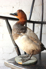 A Dandy Pair of c.1940 Taxidermy Ducks