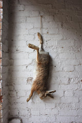 A Fine Contemporary Taxidermy Hare, Hung as Dead Game