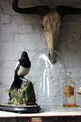 A Good Quality c.1940 Dome Cased Taxidermy Magpie on Ebonised Plinth