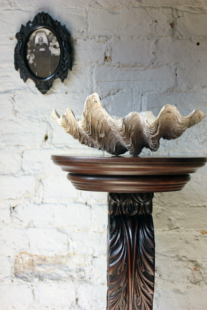 A Fine Natural History Specimen of a Giant Clam Shell