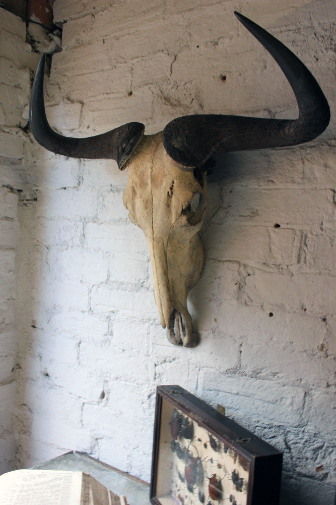 A Good Early 20thC Taxidermy Water Buffalo Skull & Horns