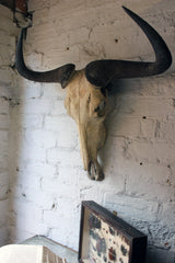 A Good Early 20thC Taxidermy Water Buffalo Skull & Horns