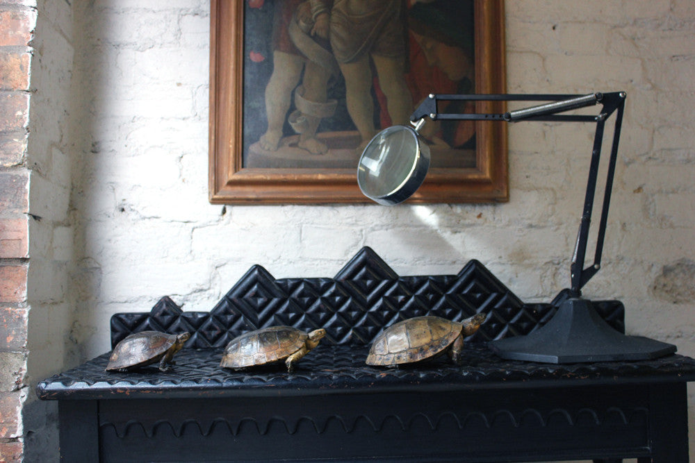 A Fine Trio of c.1890 Taxidermy Terrapins