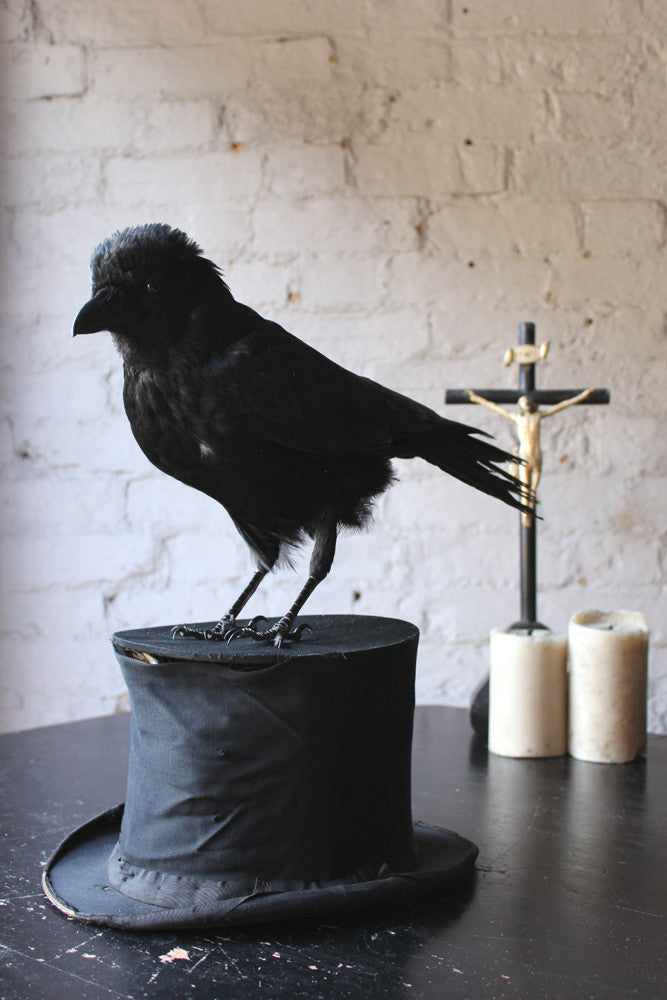 A Good Contemporary Taxidermy Crow Mounted on an Edwardian Period Top Hat