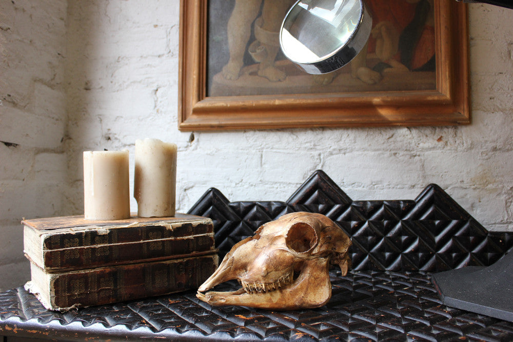 A Decorative Early 20thC Alpaca Skull