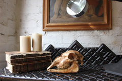A Decorative Early 20thC Alpaca Skull