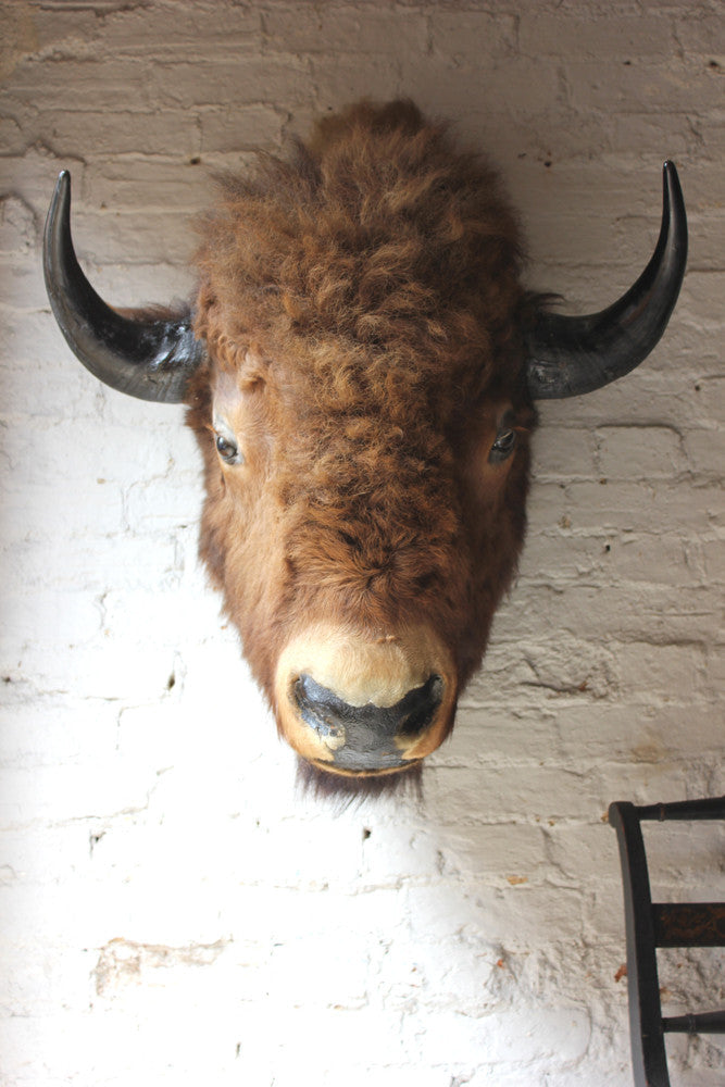 A Fine & Large Mid 20thC Taxidermy Bison Head & Shoulder Mount