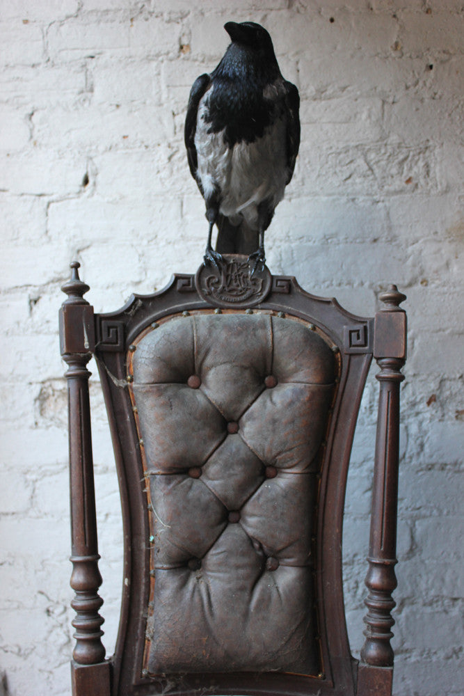 A Fine Contemporary Taxidermy Hooded Crow on a Victorian c.1880 Chair