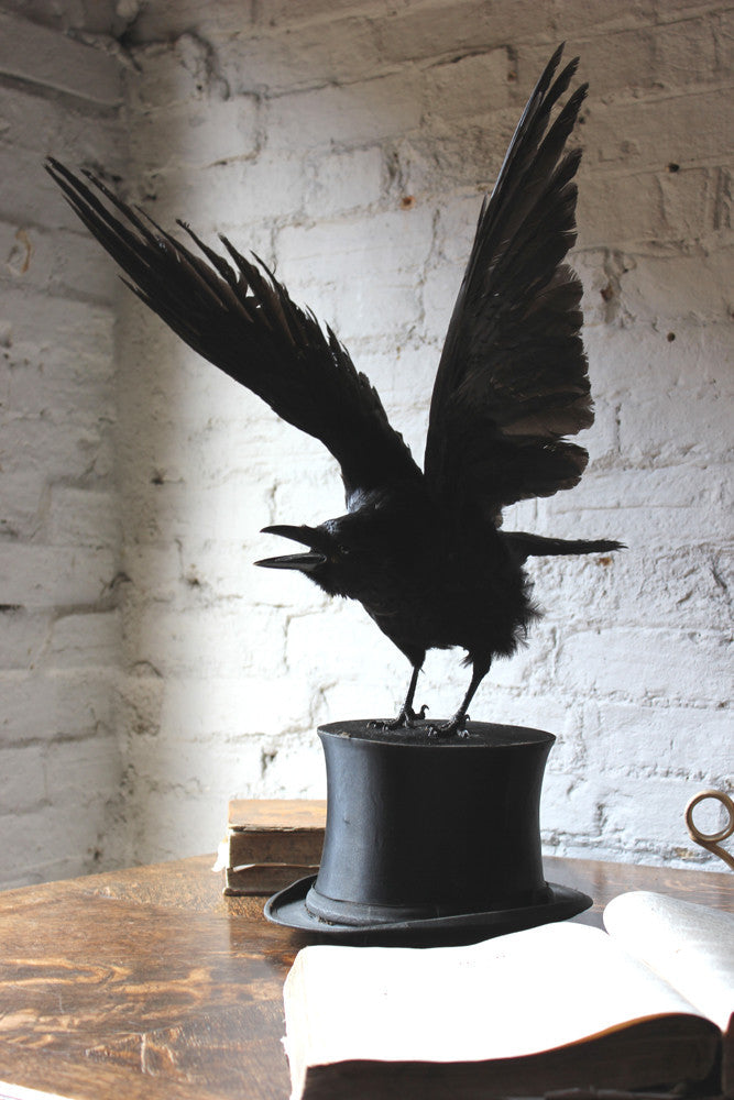 A Fine Contemporary Taxidermy Crow Mounted on an Edwardian Period Top Hat