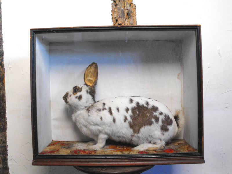 "The Leopard Rabbit"; A Sideshow Taxidermy Oddity in Glazed Case