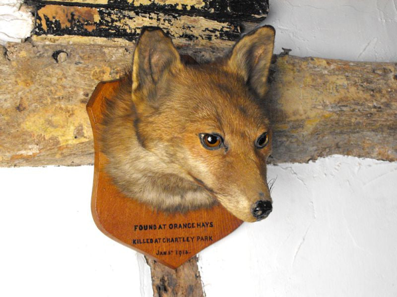 A Fantastic Early 20thC Mounted Taxidermy Fox Mask Dated to 1916