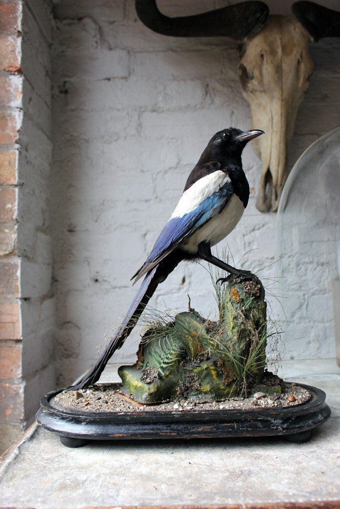 A Good Quality c.1940 Dome Cased Taxidermy Magpie on Ebonised Plinth