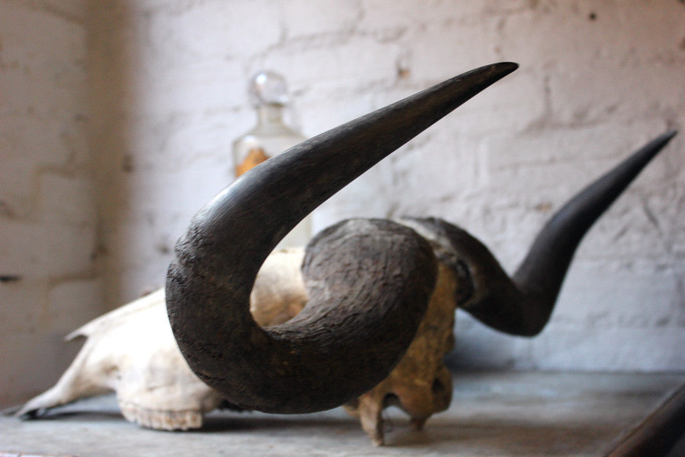 A Good Early 20thC Taxidermy Water Buffalo Skull & Horns