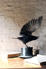 A Fine Contemporary Taxidermy Crow Mounted on an Edwardian Period Top Hat