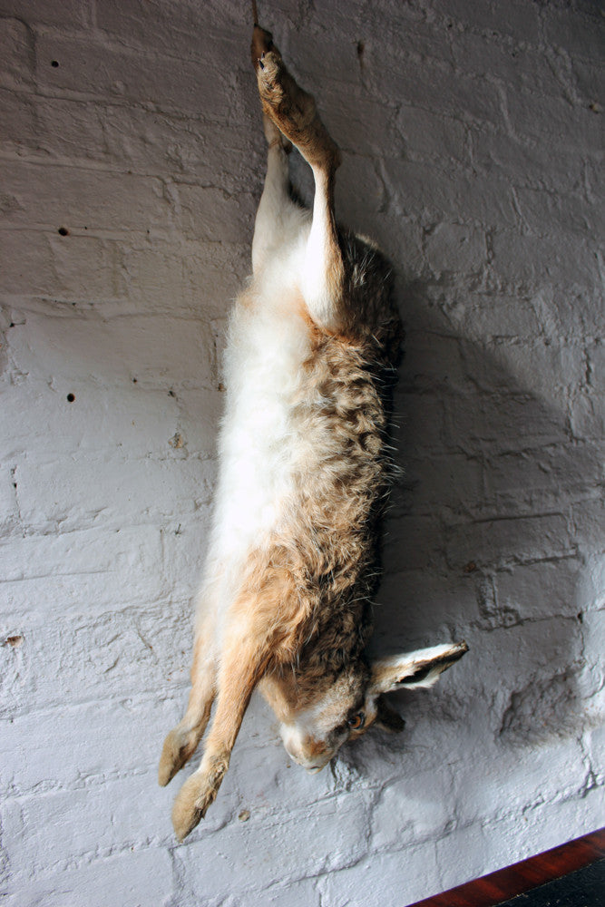 A Fine Contemporary Taxidermy Hare, Hung as Dead Game