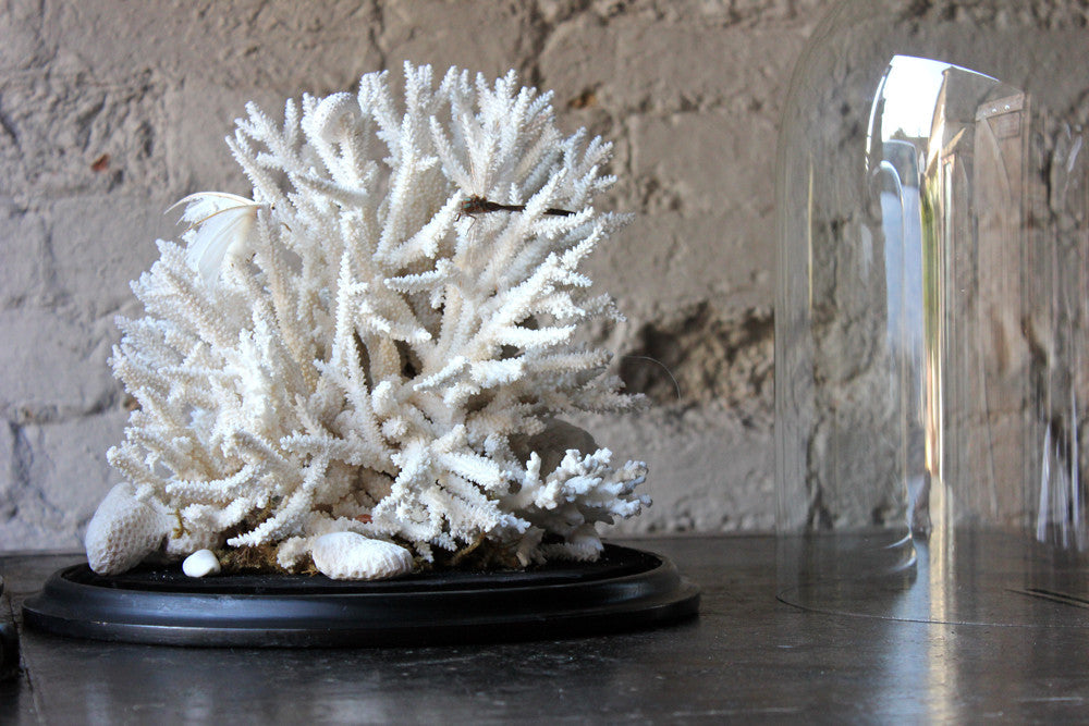 A Fine Pair of Large Dome Cased c.1870s Preserved Acropora Coral Specimens