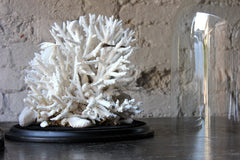A Fine Pair of Large Dome Cased c.1870s Preserved Acropora Coral Specimens