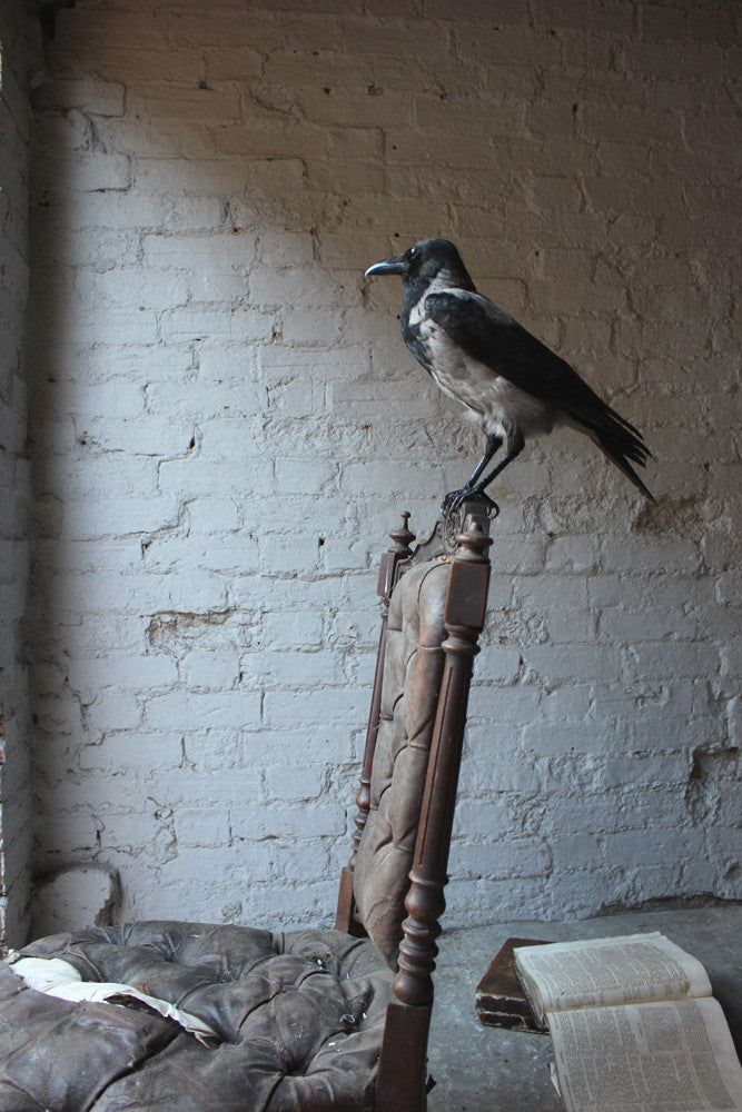 A Fine Contemporary Taxidermy Hooded Crow on a Victorian c.1880 Chair