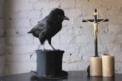 A Good Contemporary Taxidermy Crow Mounted on an Edwardian Period Top Hat