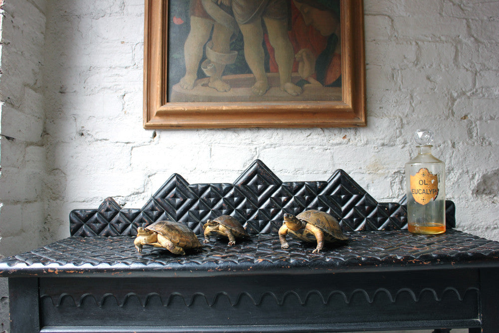 A Fine Trio of c.1890 Taxidermy Terrapins