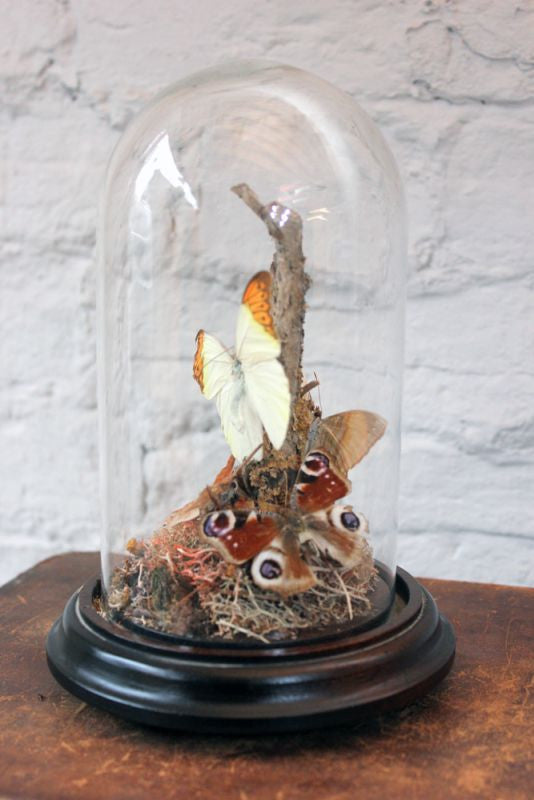 A Beautiful Mid 20thC Dome Cased Lepidopterists' Display