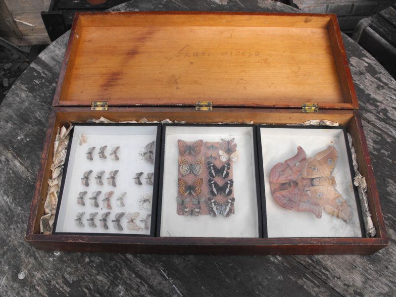 A Good Early 20thC Mahogany Housed Lepidopterist's Collection