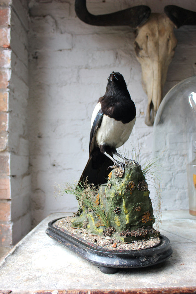 A Good Quality c.1940 Dome Cased Taxidermy Magpie on Ebonised Plinth