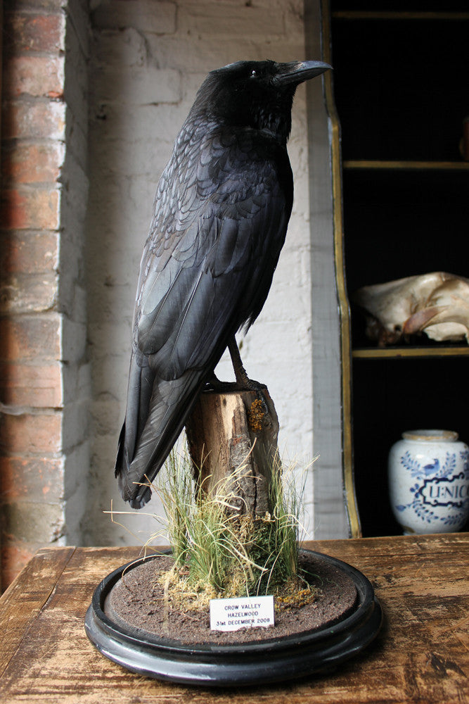 A Fine Quality Contemporary Taxidermy Crow on Ebonised Plinth