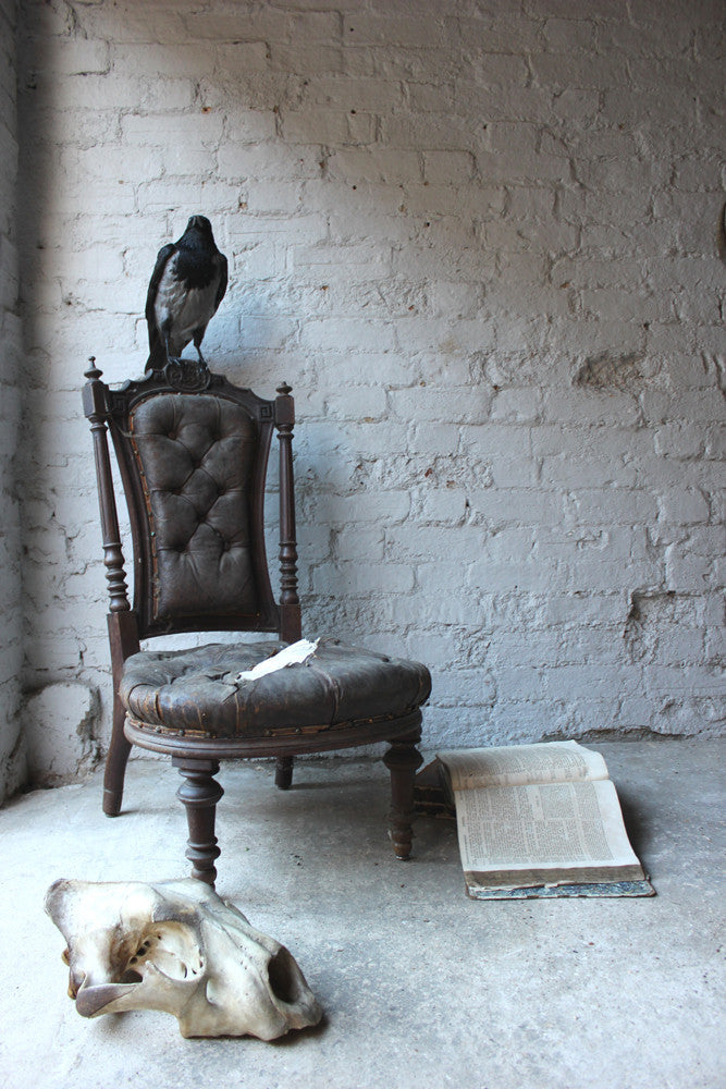 A Fine Contemporary Taxidermy Hooded Crow on a Victorian c.1880 Chair