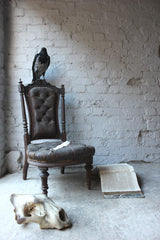 A Fine Contemporary Taxidermy Hooded Crow on a Victorian c.1880 Chair