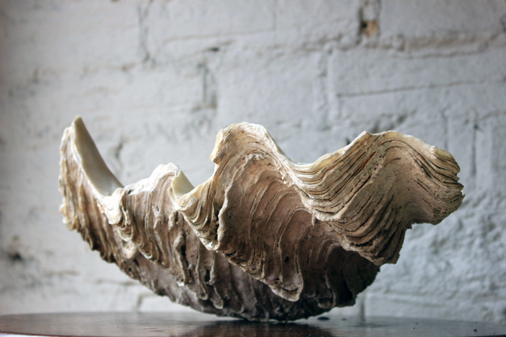 A Fine Natural History Specimen of a Giant Clam Shell
