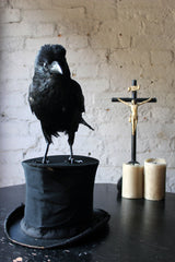 A Good Contemporary Taxidermy Crow Mounted on an Edwardian Period Top Hat