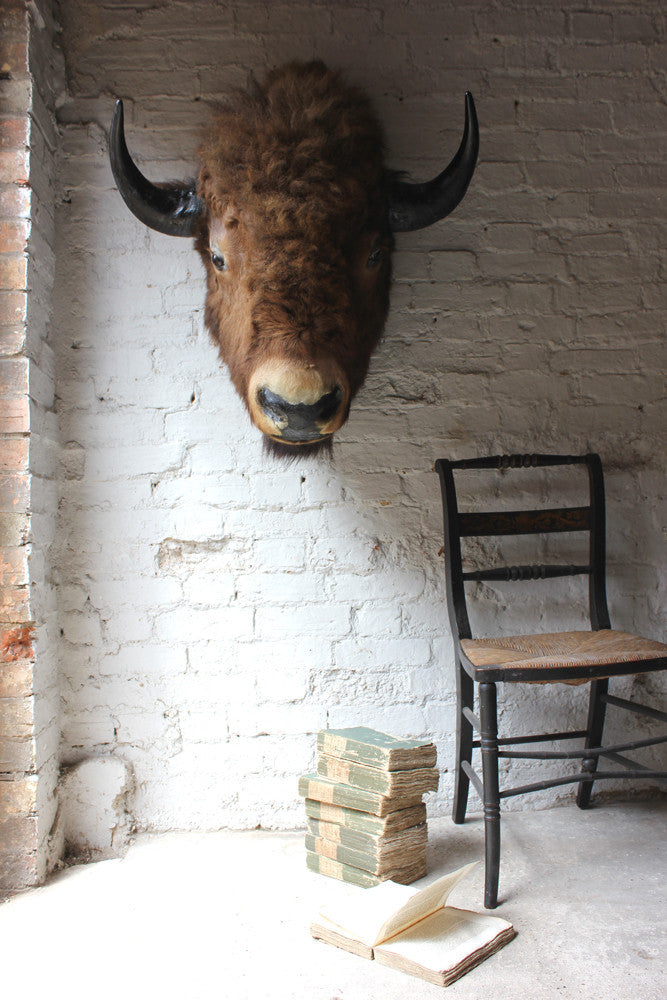 A Fine & Large Mid 20thC Taxidermy Bison Head & Shoulder Mount