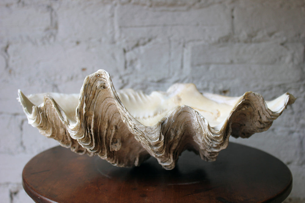 A Fine Natural History Specimen of a Giant Clam Shell