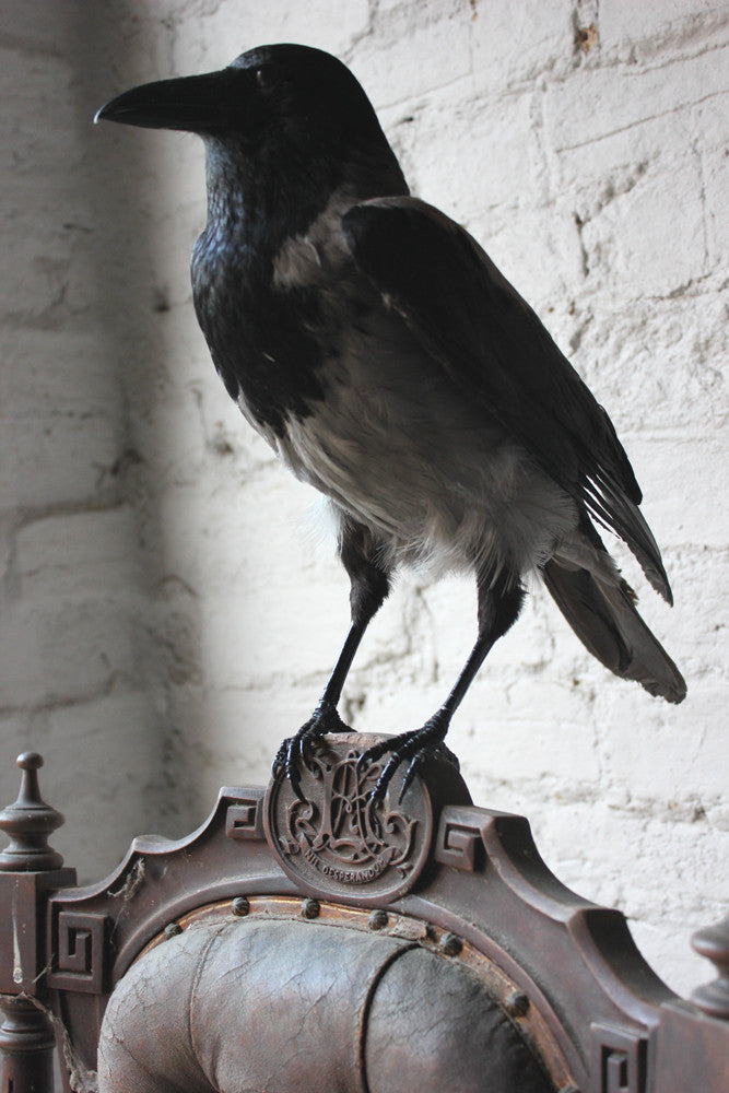 A Fine Contemporary Taxidermy Hooded Crow on a Victorian c.1880 Chair