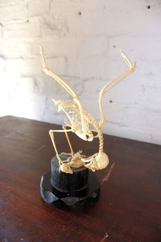 A Fascinating Natural History Articulated Anatomical Skeleton of a Sparrowhawk Preying on a Sparrow