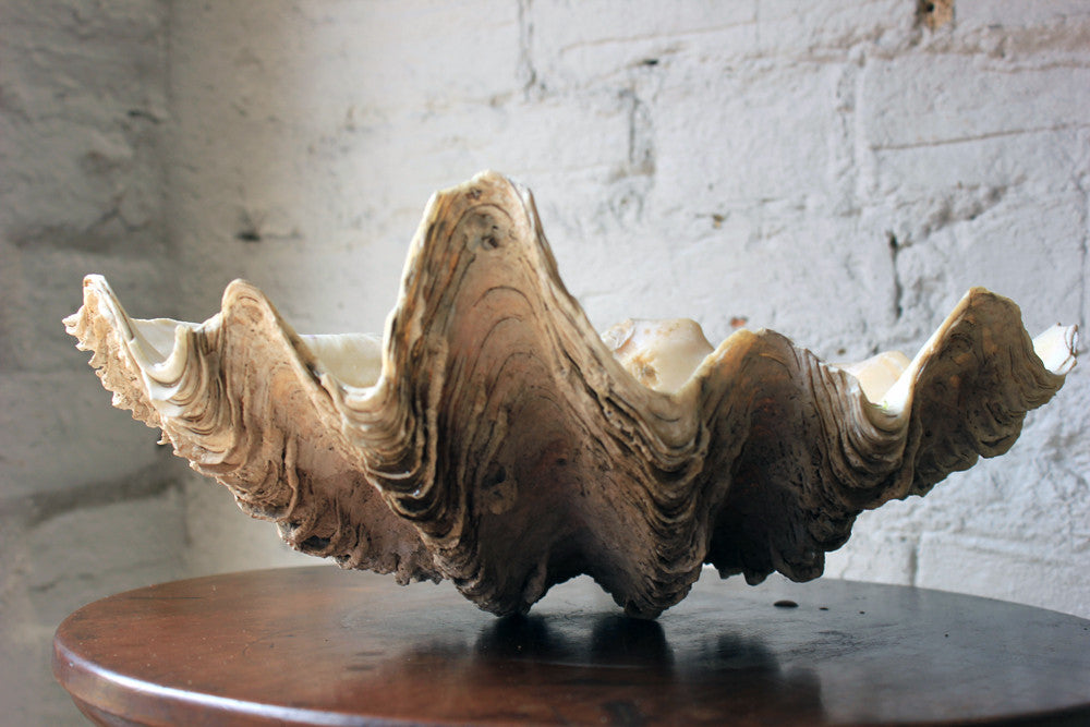 A Fine Natural History Specimen of a Giant Clam Shell