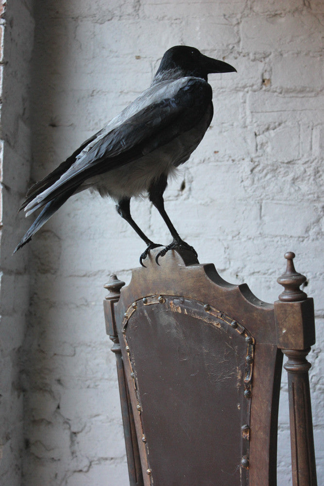 A Fine Contemporary Taxidermy Hooded Crow on a Victorian c.1880 Chair