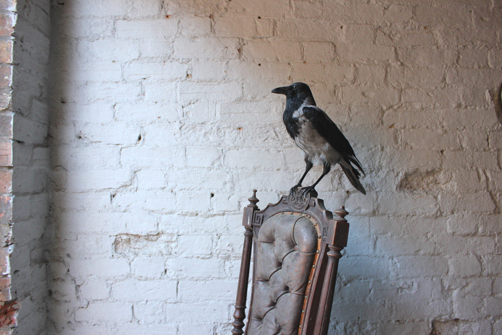 A Fine Contemporary Taxidermy Hooded Crow on a Victorian c.1880 Chair