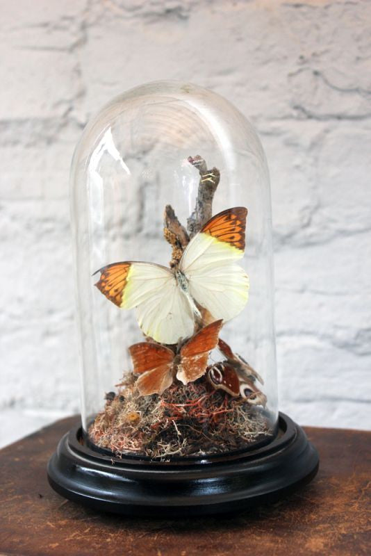 A Beautiful Mid 20thC Dome Cased Lepidopterists' Display