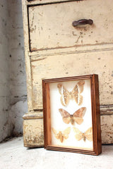 A Fine Mid 20thC Lepidopterist's Shadow Boxed Display of Silk Moths