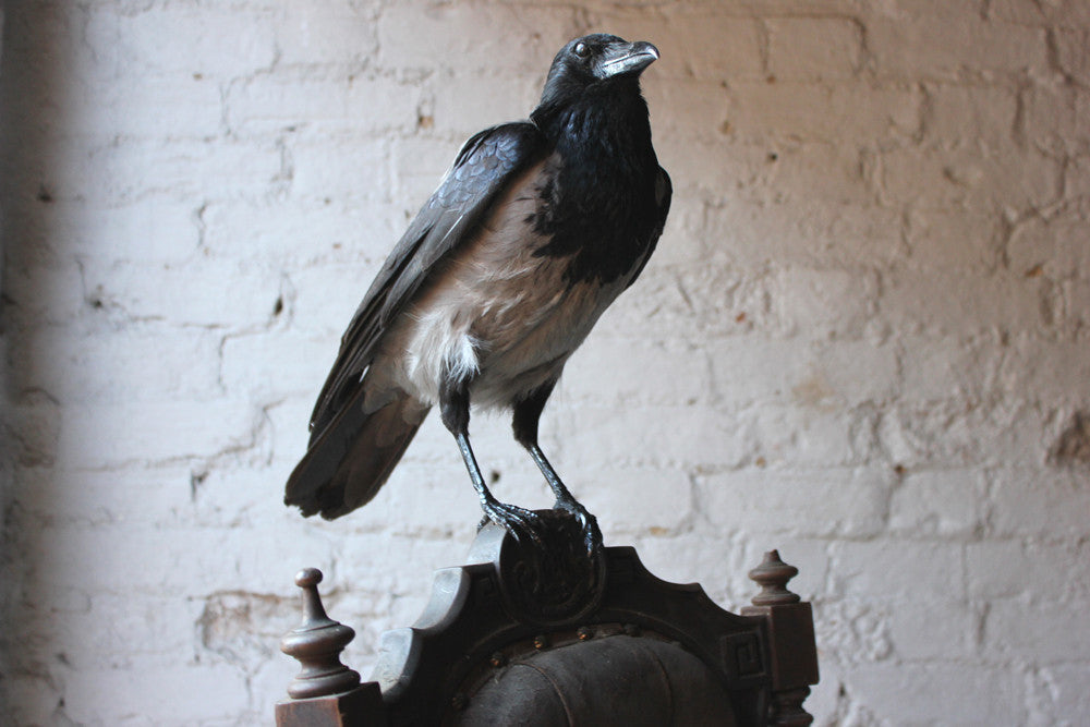 A Fine Contemporary Taxidermy Hooded Crow on a Victorian c.1880 Chair